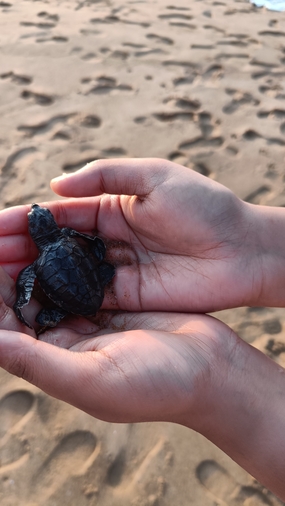 手捧小乌龟手势图片